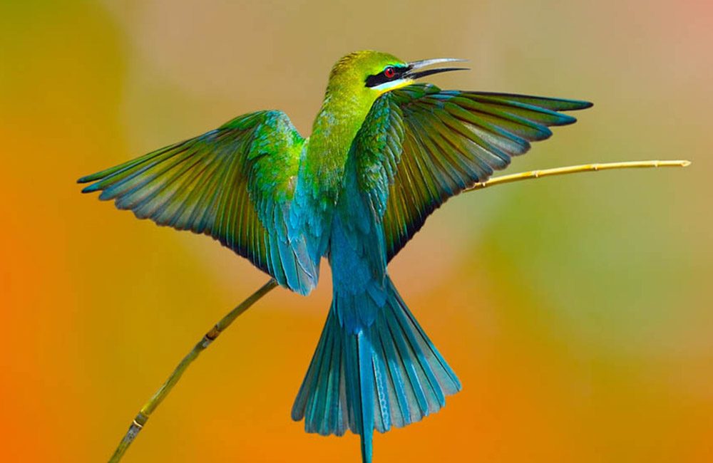 9.-Blue-tailed-bee-eater